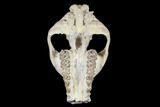 Oreodont (Merycoidodon) Partial Skull - Wyoming #113034-4